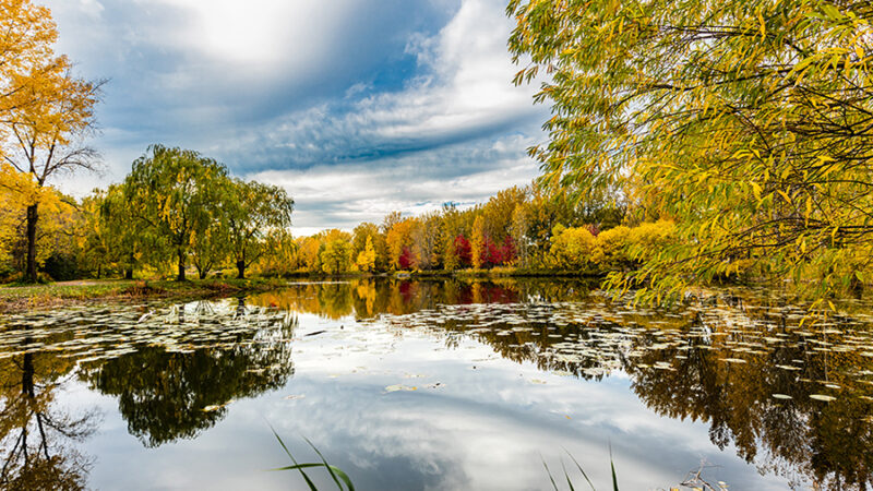 Angrignon park in full fall colors in Quebec